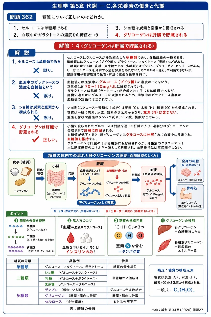 鍼灸 第34回(2026) 問題27｜糖質について正しいのはどれか。 解説図