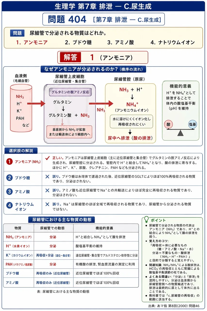あマ指 第8回(2000) 問題46｜尿細管で分泌される物質はどれか。 解説図