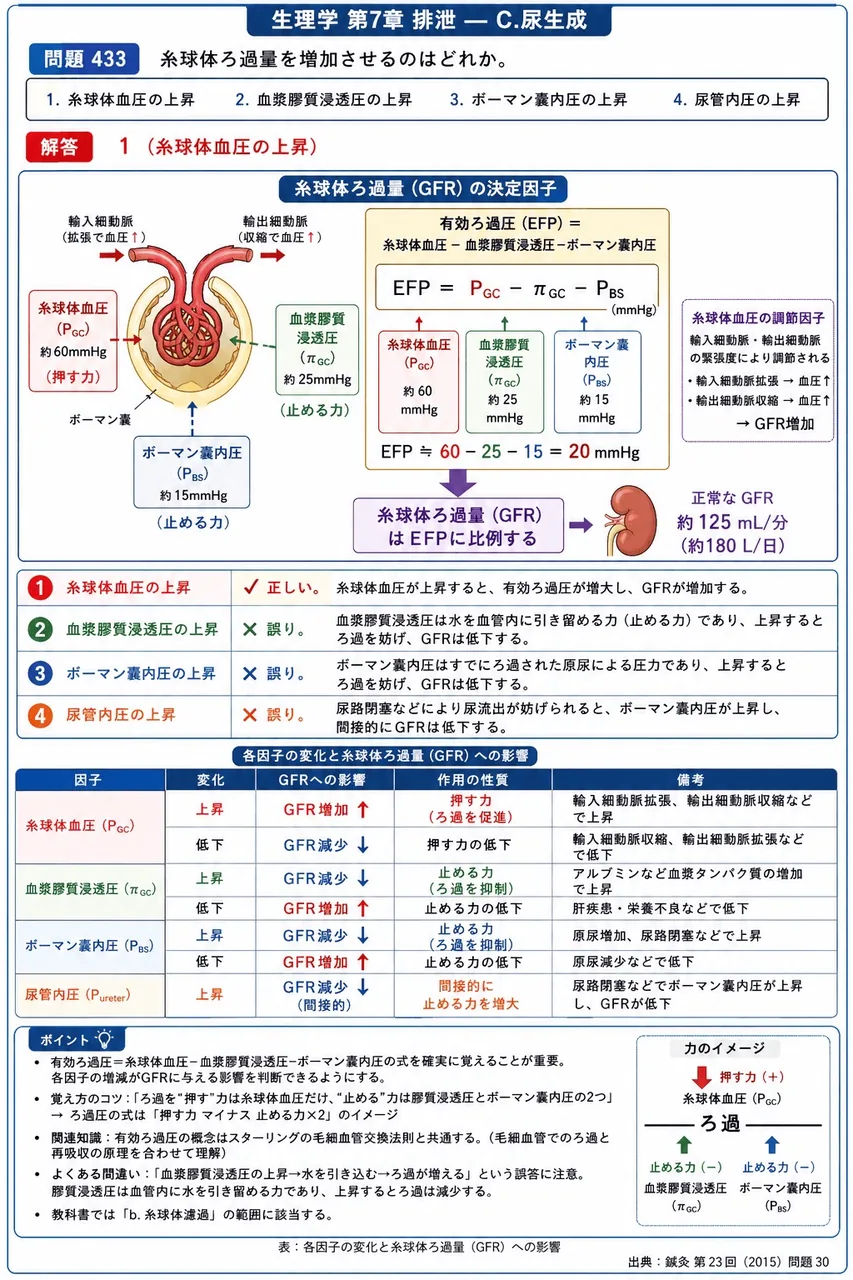 鍼灸 第23回(2015) 問題30｜糸球体ろ過量を増加させるのはどれか。 解説図