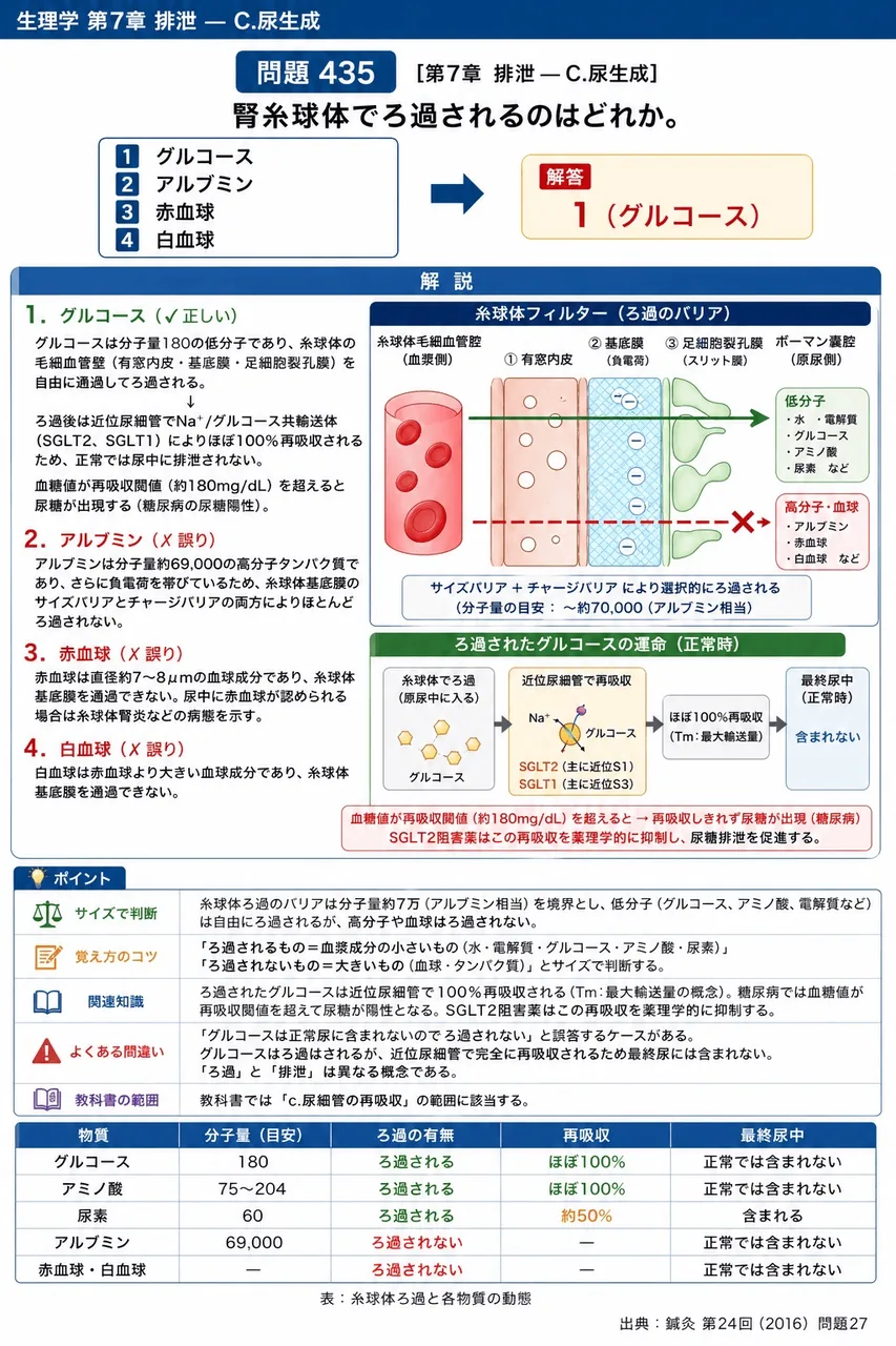 鍼灸 第24回(2016) 問題27｜腎糸球体でろ過されるのはどれか。 解説図