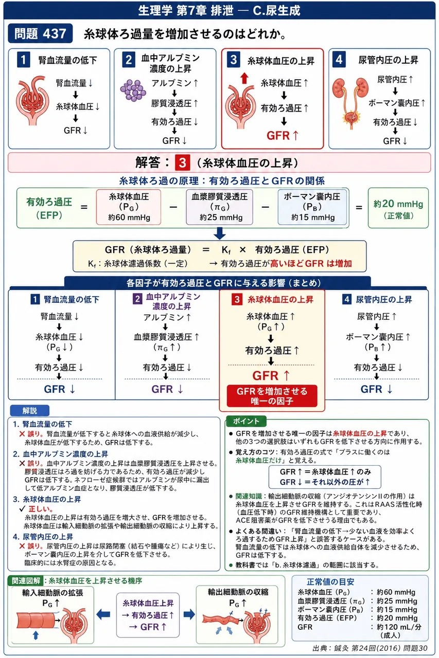 鍼灸 第24回(2016) 問題30｜糸球体ろ過量を増加させるのはどれか。 解説図