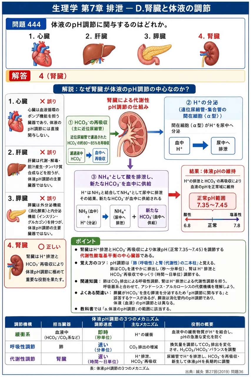鍼灸 第27回(2019) 問題36|体液のpH調節に関与するのはどれか。 解説図
