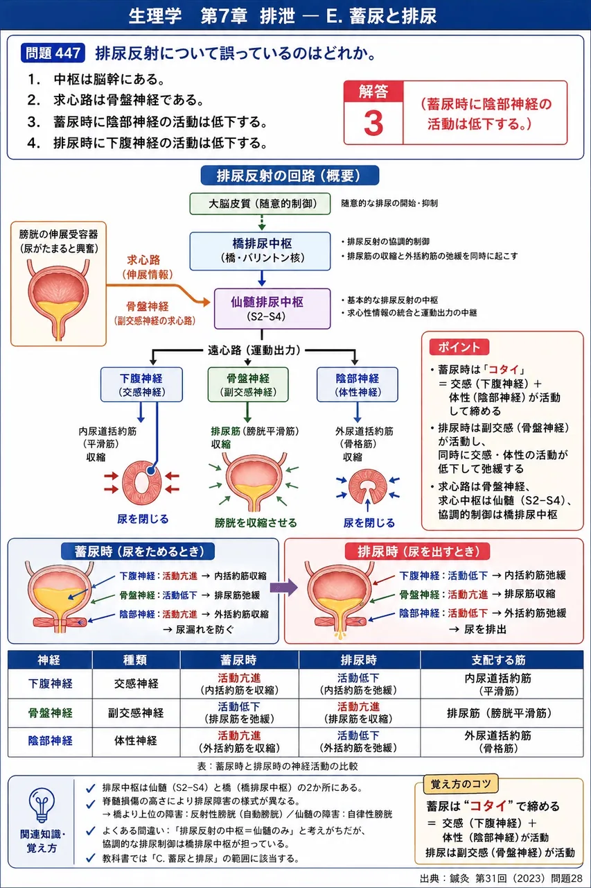 鍼灸 第31回(2023) 問題28｜排尿反射について誤っているのはどれか。 解説図