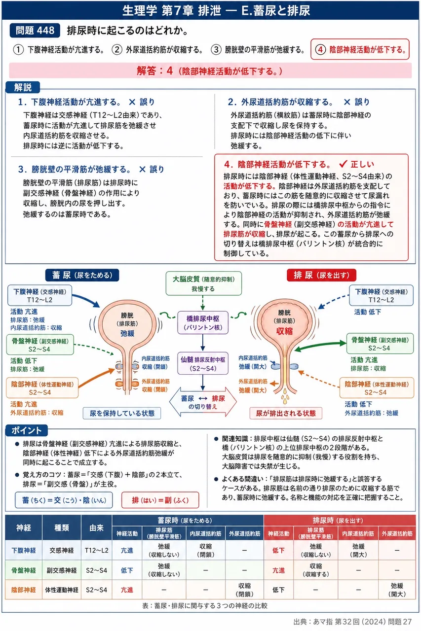 あマ指 第32回(2024) 問題27｜排尿時に起こるのはどれか。 解説図