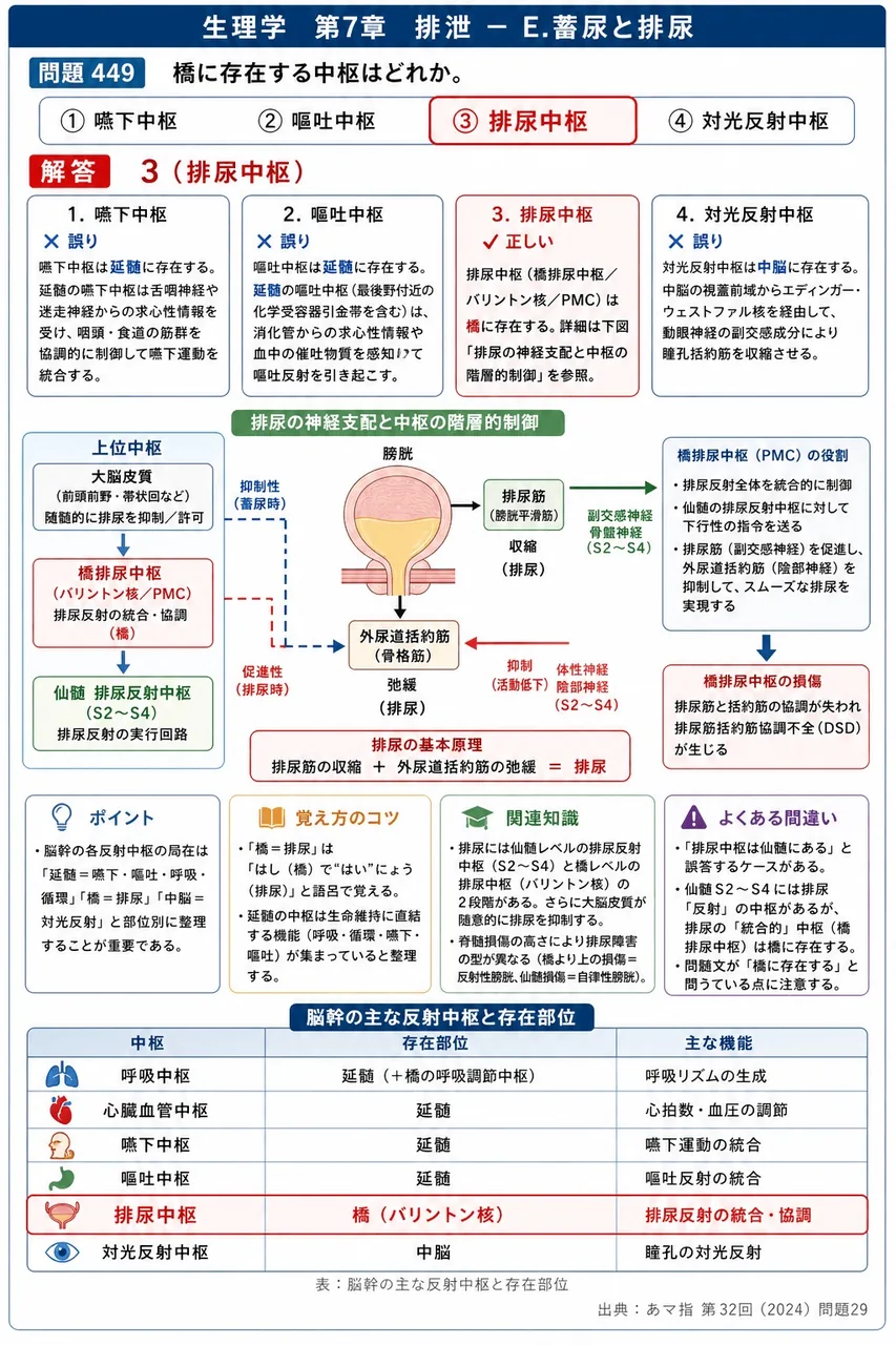 あマ指 第32回(2024) 問題29｜橋に存在する中枢はどれか。 解説図