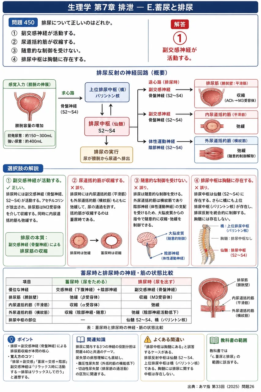 あマ指 第33回(2025) 問題26｜排尿について正しいのはどれか。 解説図