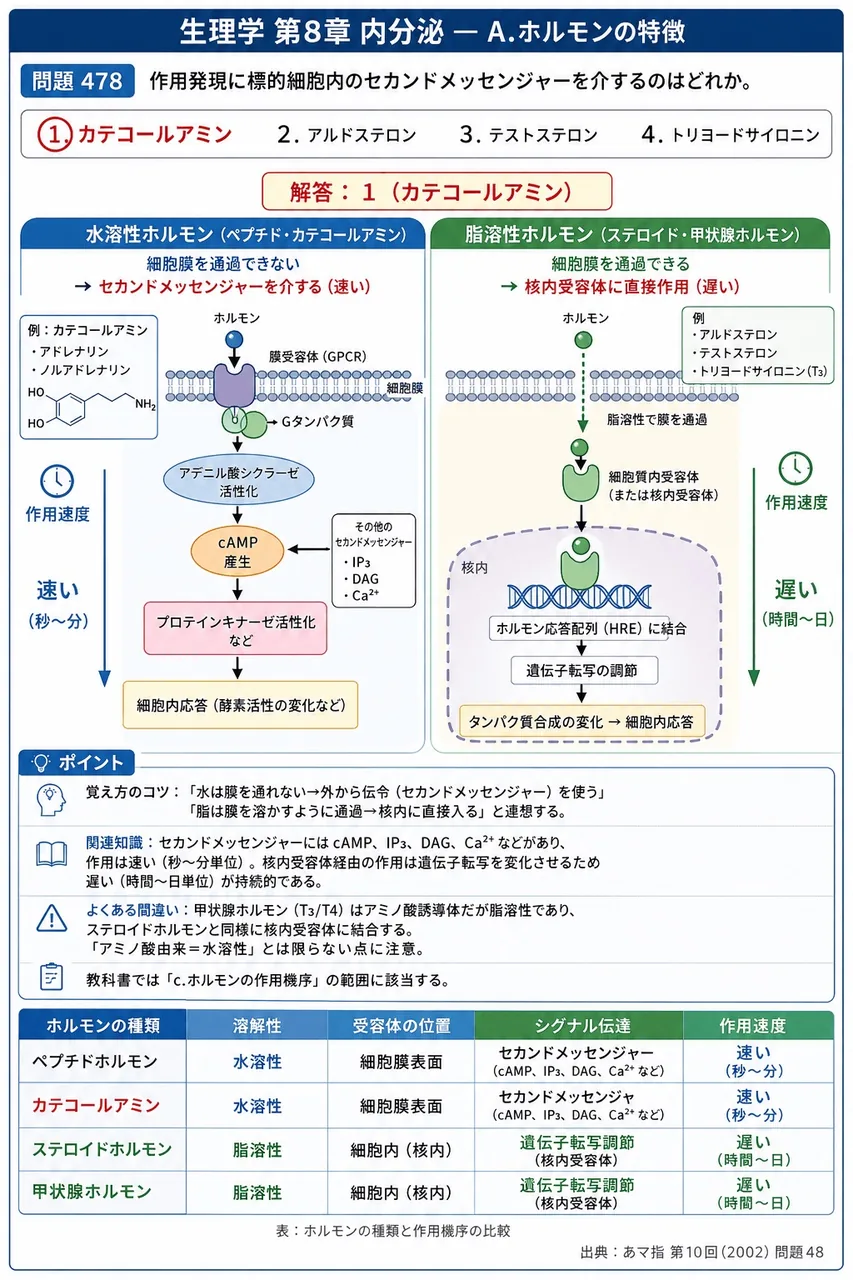 あマ指 第10回(2002) 問題48｜作用発現に標的細胞内のセカンドメッセンジャーを介するのはどれか。 解説図