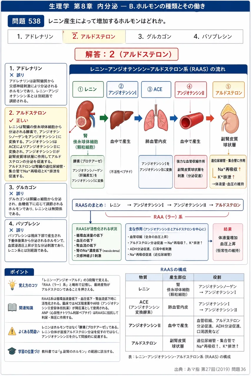 あマ指 第27回(2019) 問題36｜レニン産生によって増加するホルモンはどれか。 解説図