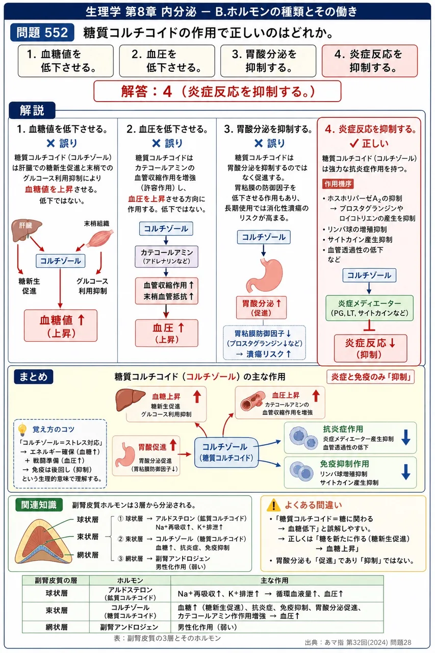 あマ指 第32回(2024) 問題28｜糖質コルチコイドの作用で正しいのはどれか。 解説図