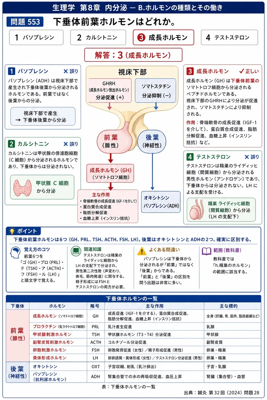 鍼灸 第32回(2024) 問題28｜下垂体前葉ホルモンはどれか。 解説図