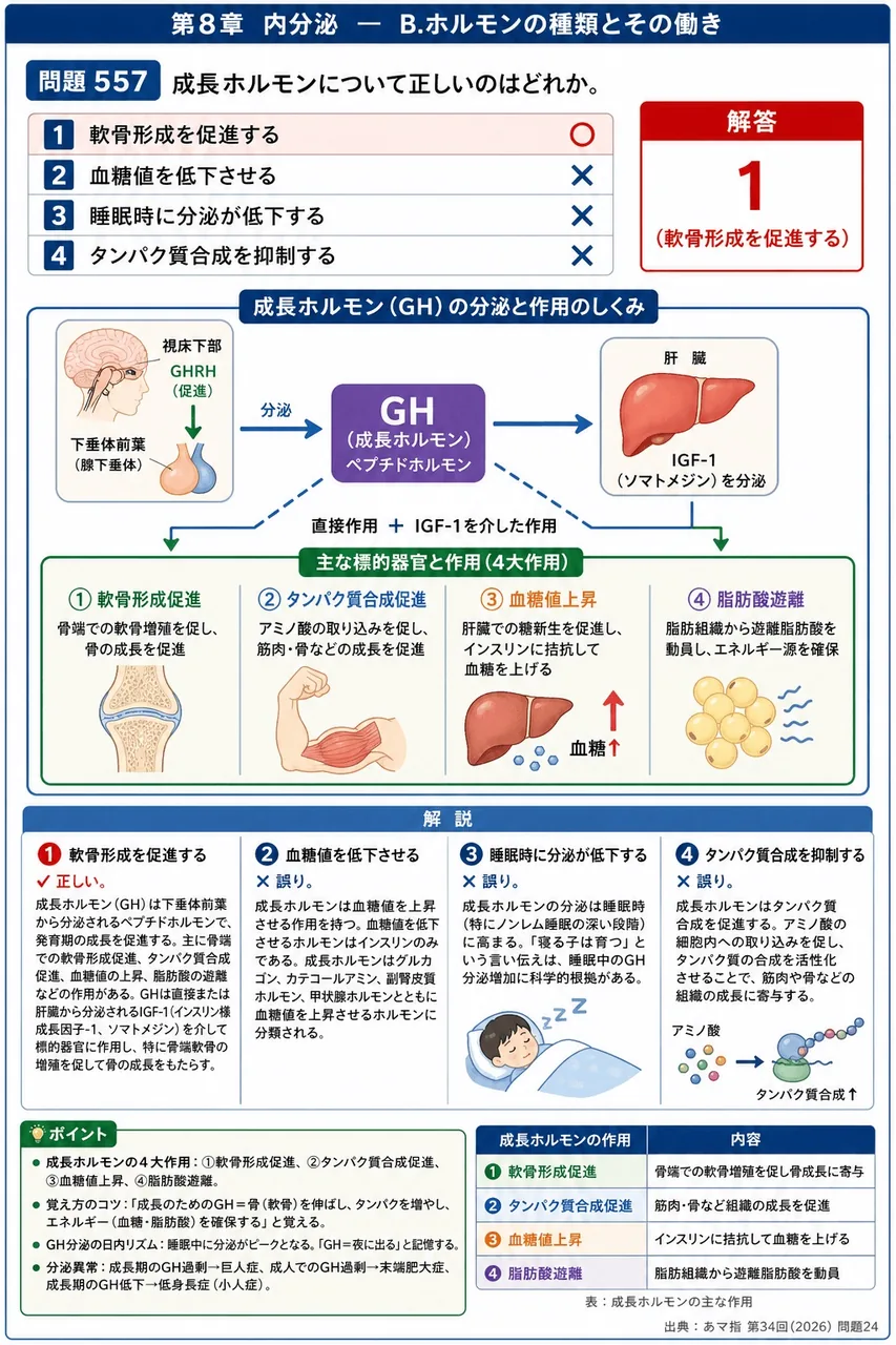 あマ指 第34回(2026) 問題24|成長ホルモンについて正しいのはどれか。 解説図