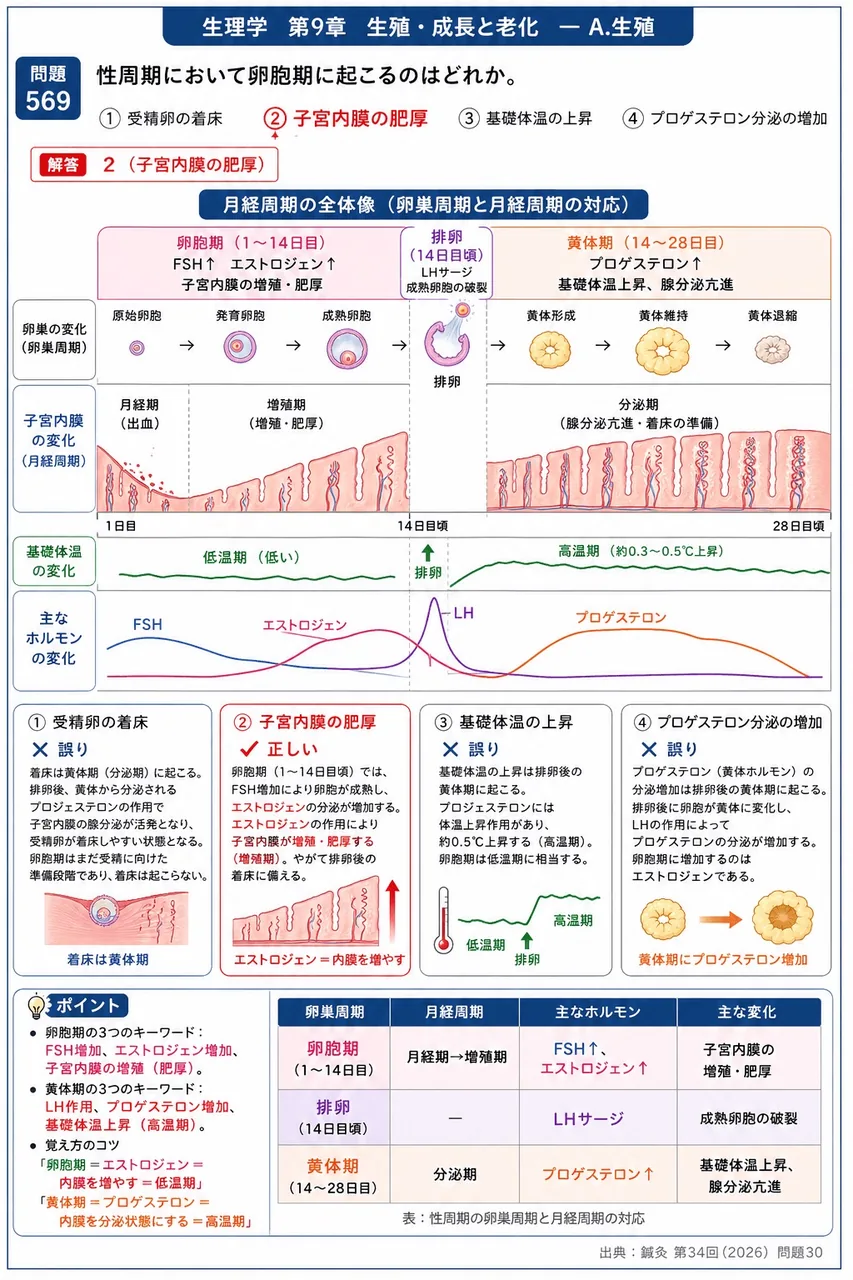鍼灸 第34回(2026) 問題30｜性周期において卵胞期に起こるのはどれか。 解説図