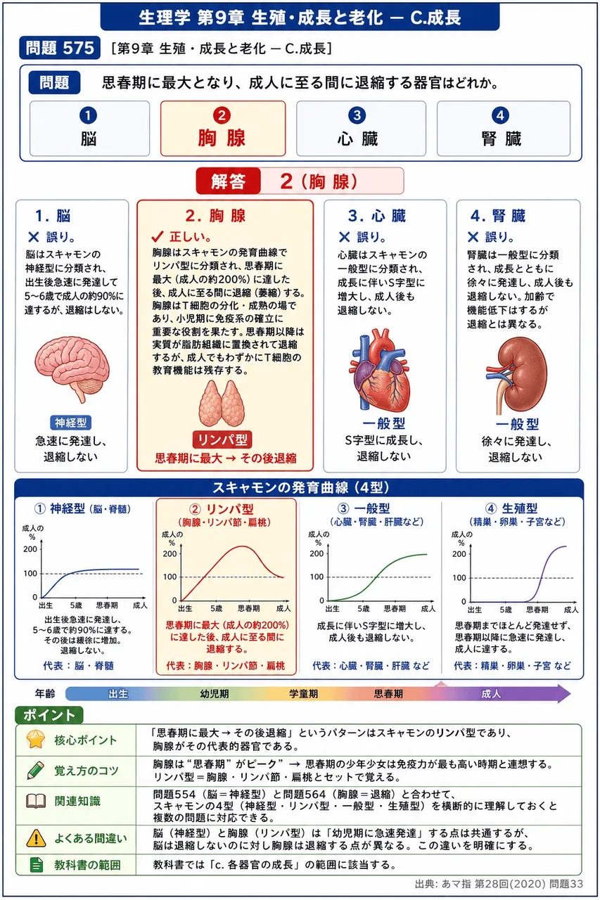 あマ指 第28回(2020) 問題33｜思春期に最大となり、成人に至る間に退縮する器官はどれか。 解説図