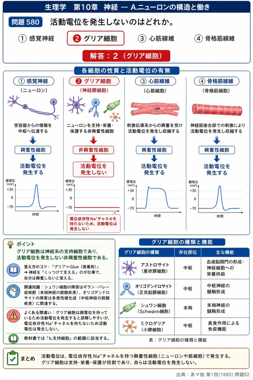 あマ指 第1回(1993) 問題52｜活動電位を発生しないのはどれか。 解説図