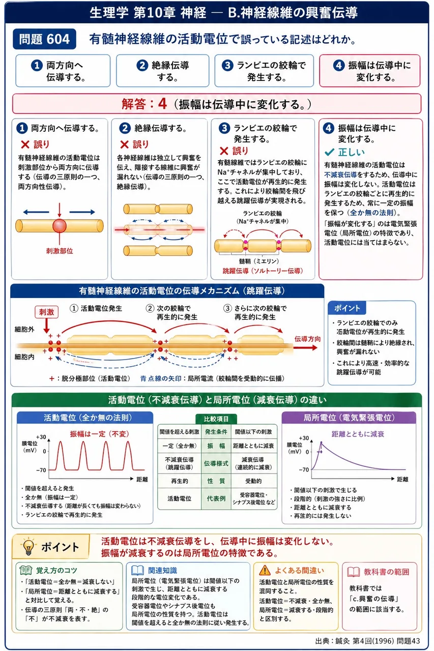 鍼灸 第4回(1996) 問題43｜有髄神経線維の活動電位で誤っている記述はどれか。 解説図
