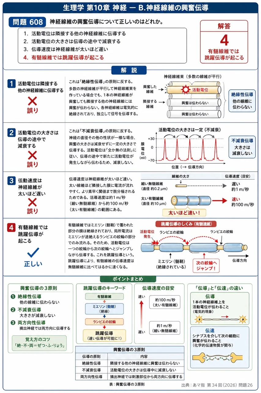 あマ指 第34回(2026) 問題26｜神経線維の興奮伝導について正しいのはどれか。 解説図