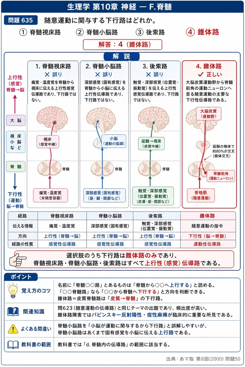 あマ指 第8回(2000) 問題50｜随意運動に関与する下行路はどれか。 解説図