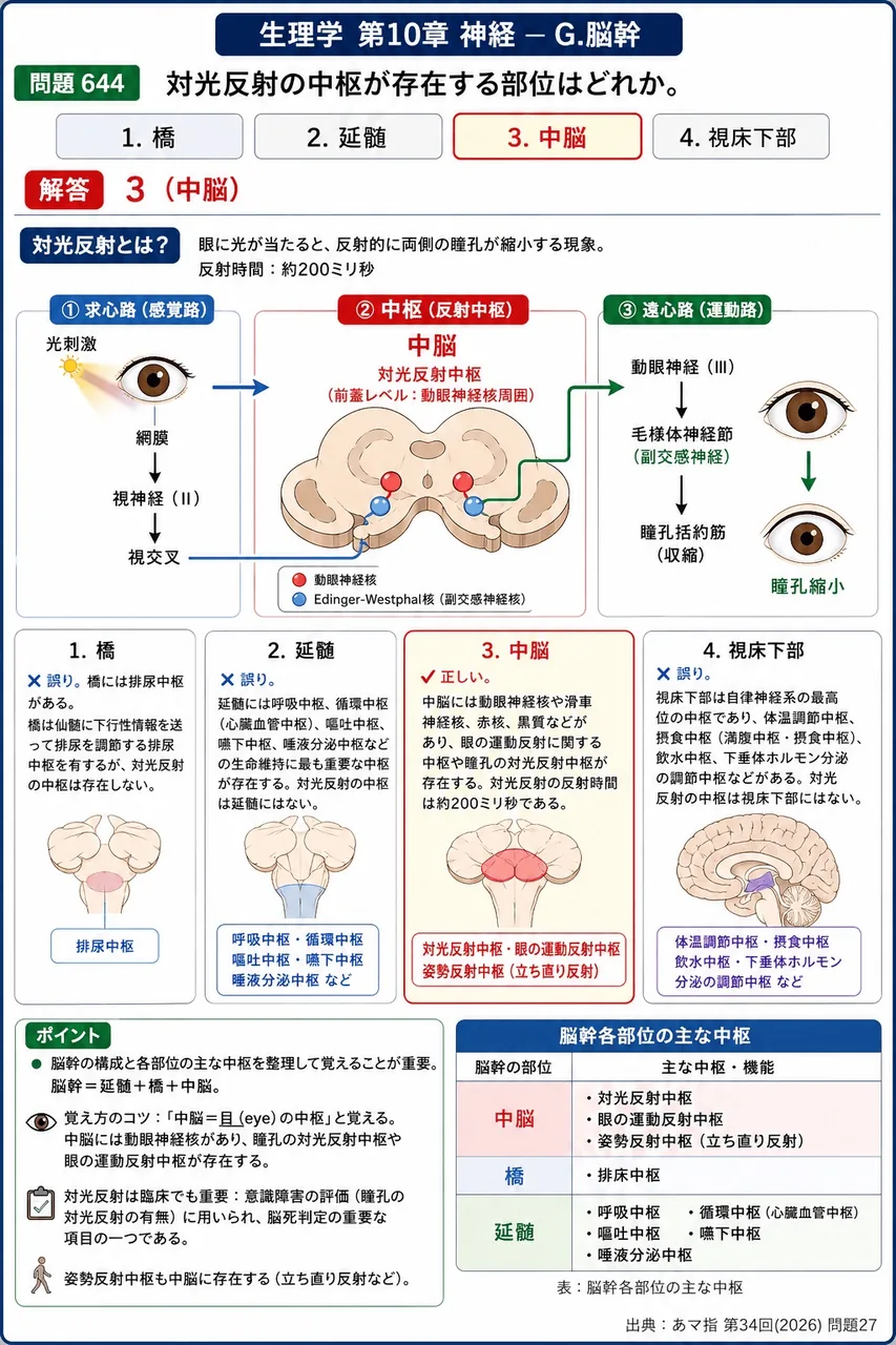 あマ指 第34回(2026) 問題27｜対光反射の中枢が存在する部位はどれか。 解説図