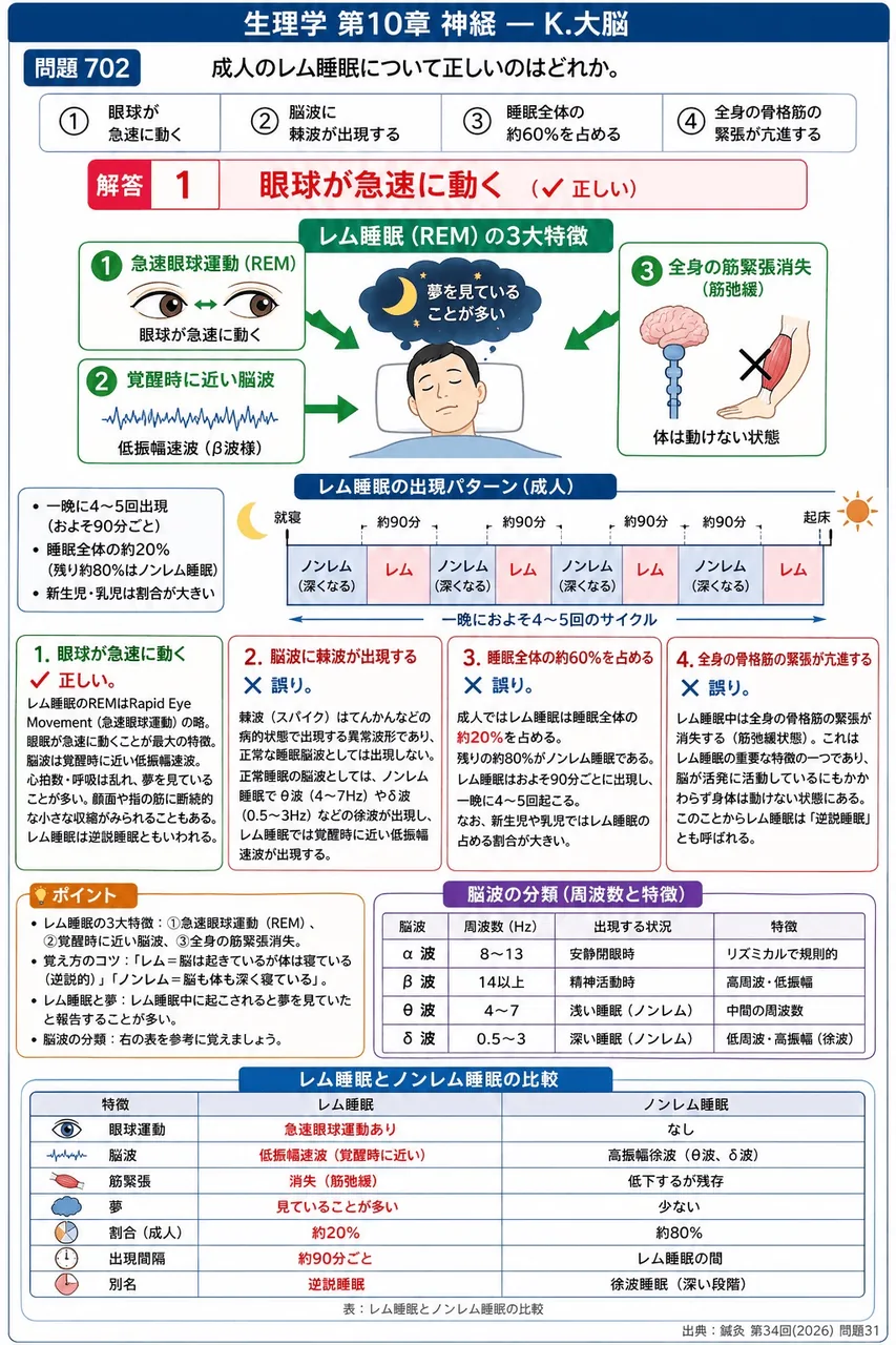 鍼灸 第34回(2026) 問題31｜成人のレム睡眠について正しいのはどれか。 解説図