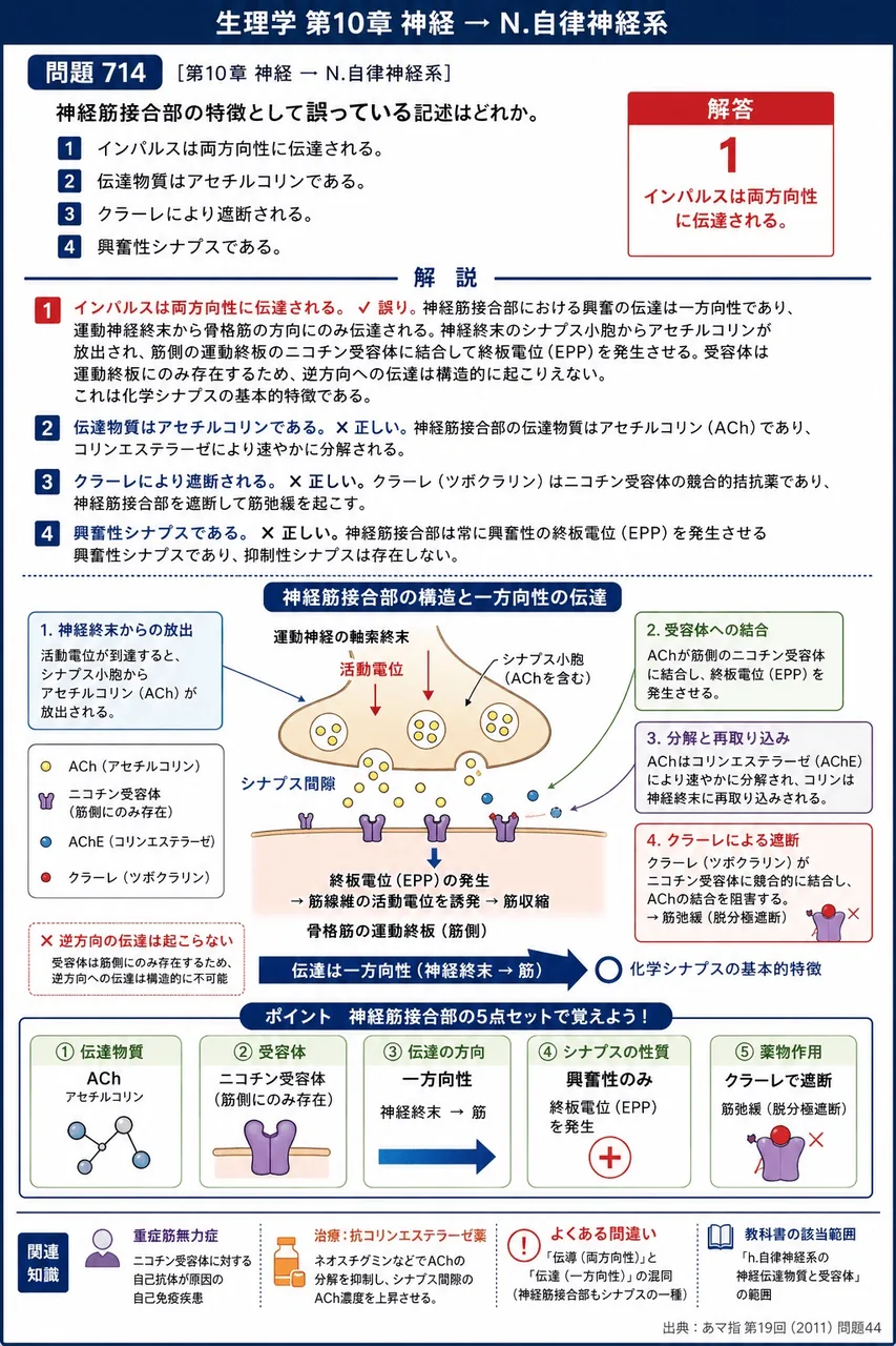 あマ指 第19回(2011) 問題44｜神経筋接合部の特徴として誤っている記述はどれか。 解説図