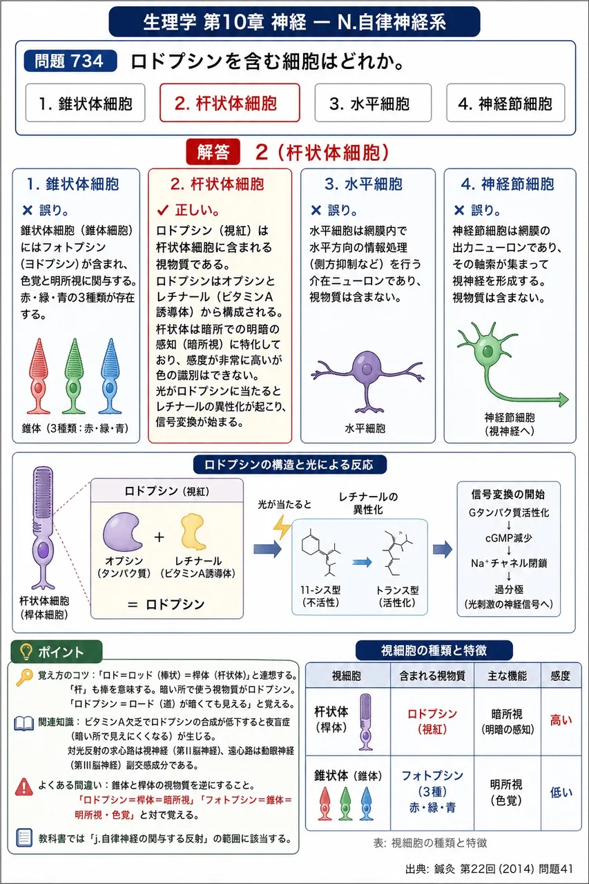 鍼灸 第22回(2014) 問題41｜ロドプシンを含む細胞はどれか。 解説図
