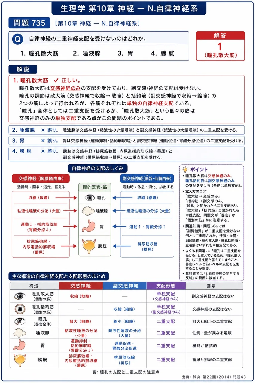 鍼灸 第22回(2014) 問題43｜自律神経の二重神経支配を受けないのはどれか。 解説図
