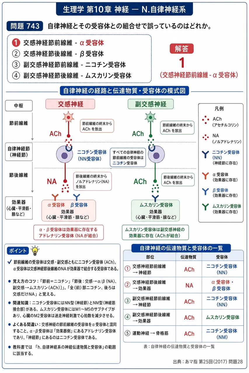 あマ指 第25回(2017) 問題28｜自律神経とその受容体との組合せで誤っているのはどれか。 解説図