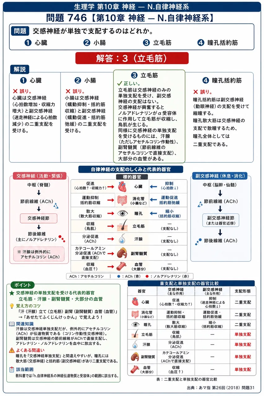 あマ指 第26回(2018) 問題31｜交感神経が単独で支配するのはどれか。 解説図