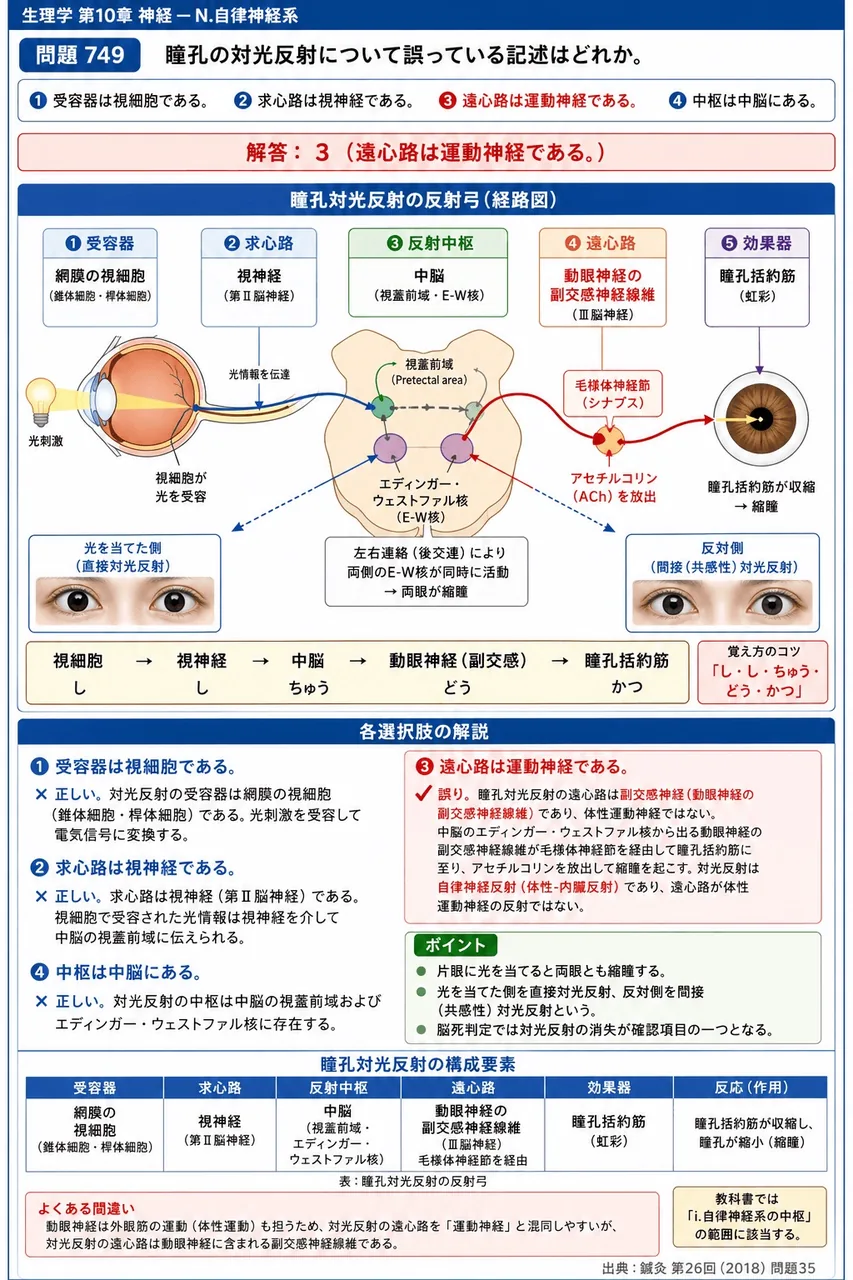 鍼灸 第26回(2018) 問題35｜瞳孔の対光反射について誤っている記述はどれか。 解説図