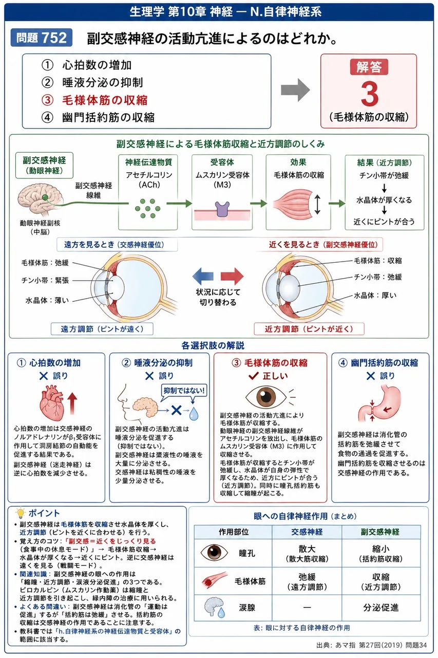 あマ指 第27回(2019) 問題34｜副交感神経の活動亢進によるのはどれか。 解説図