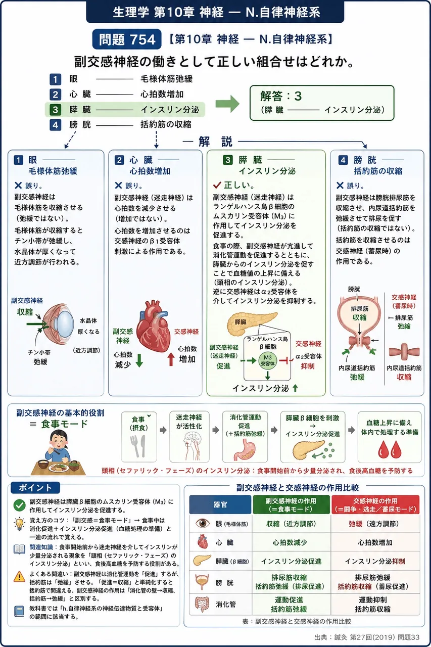 鍼灸 第27回(2019) 問題33｜副交感神経の働きとして正しい組合せはどれか。 解説図