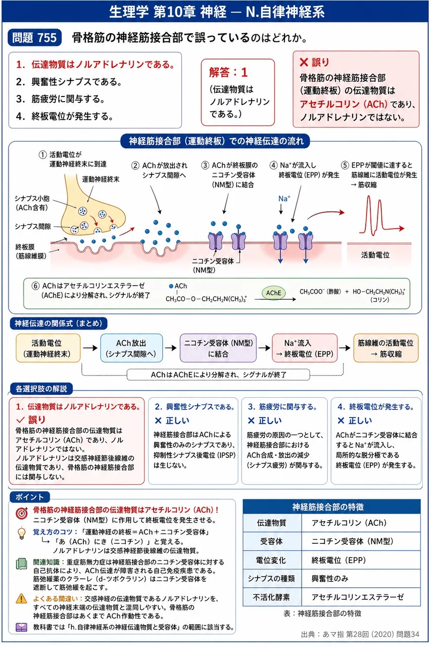 あマ指 第28回(2020) 問題34｜骨格筋の神経筋接合部で誤っているのはどれか。 解説図