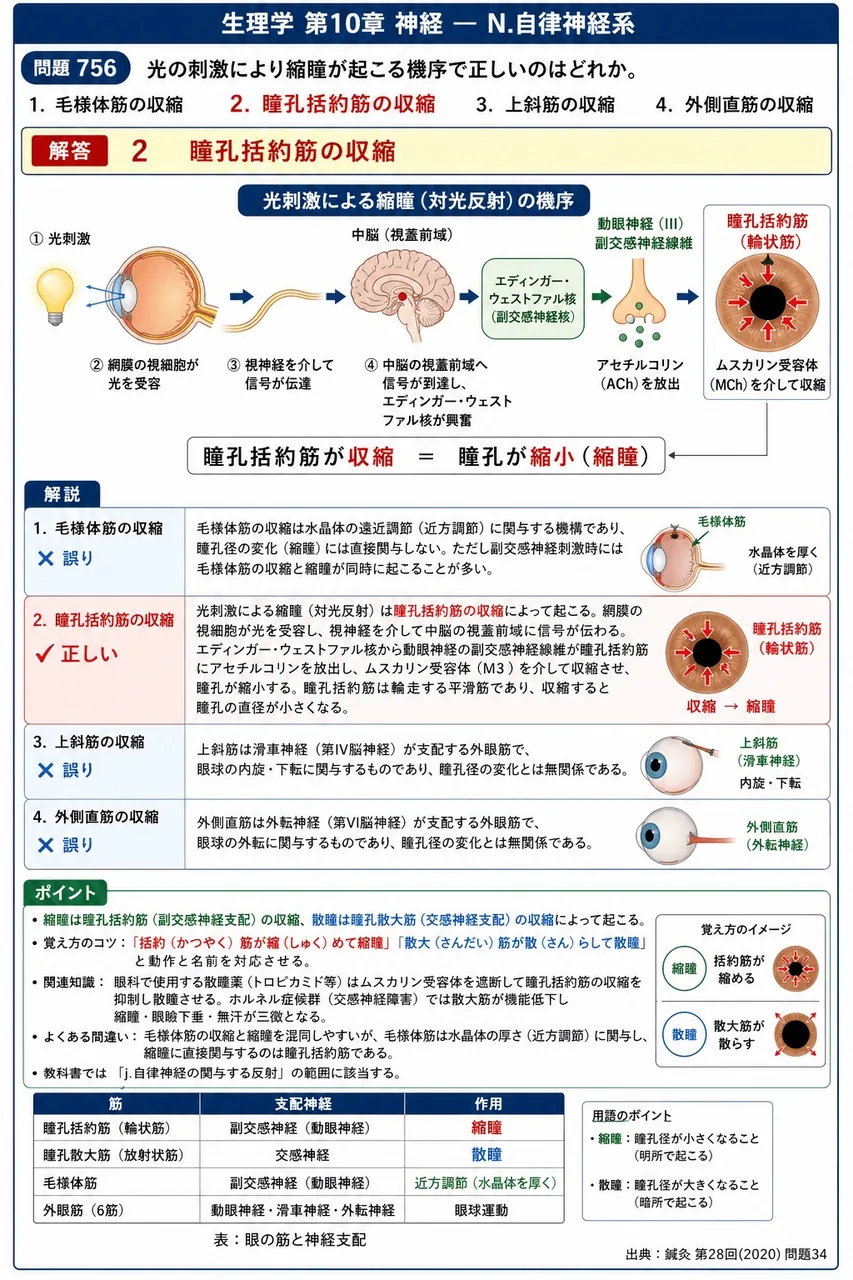 鍼灸 第28回(2020) 問題34｜光の刺激により縮瞳が起こる機序で正しいのはどれか。 解説図