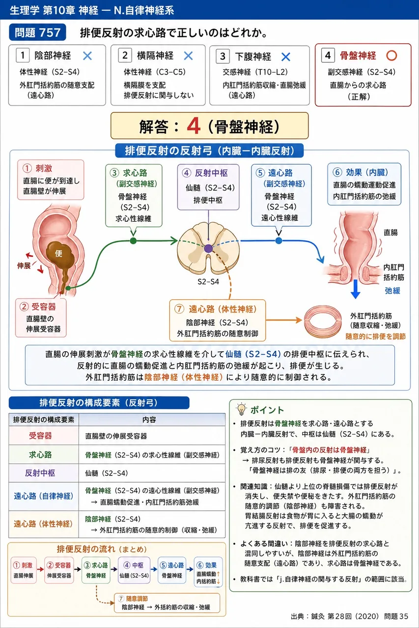 鍼灸 第28回(2020) 問題35｜排便反射の求心路で正しいのはどれか。 解説図