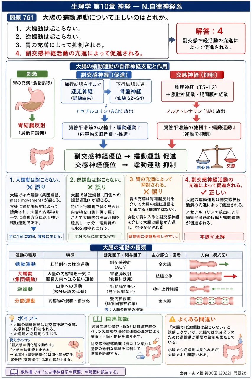 あマ指 第30回(2022) 問題28｜大腸の蠕動運動について正しいのはどれか。 解説図