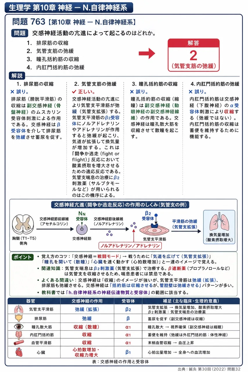 鍼灸 第30回(2022) 問題32｜交感神経活動の亢進によって起こるのはどれか。 解説図