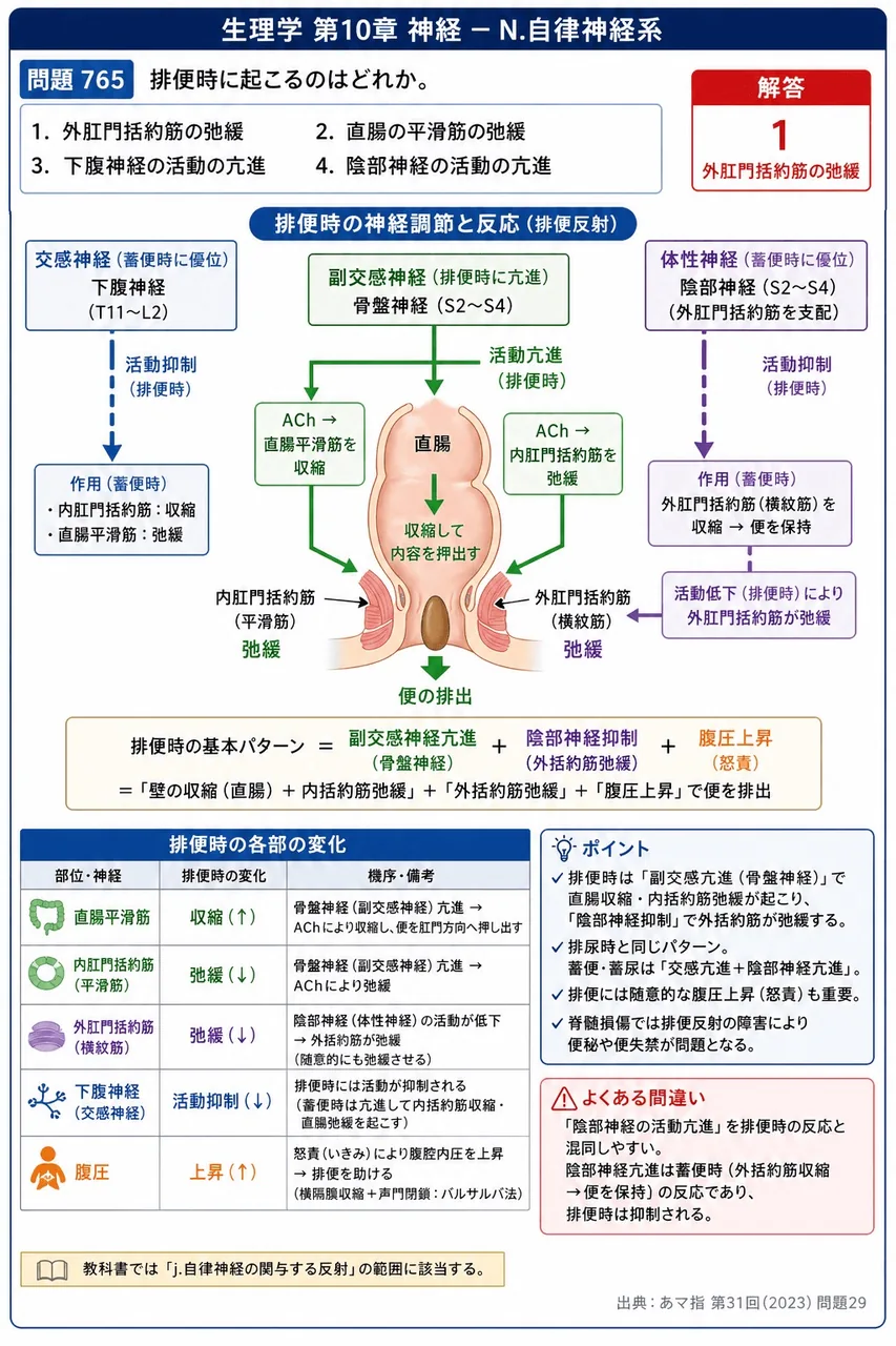 あマ指 第31回(2023) 問題29｜排便時に起こるのはどれか。 解説図