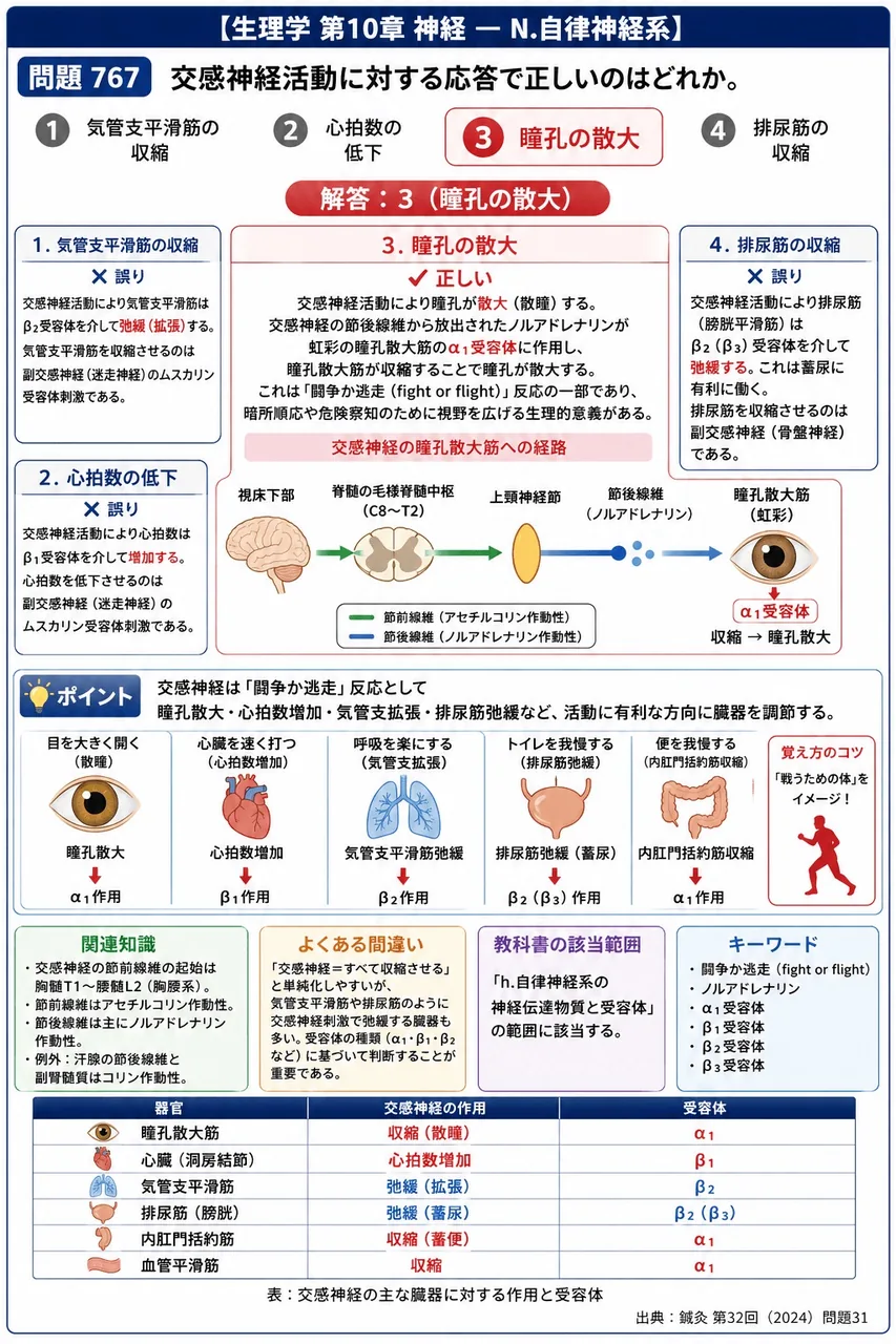 鍼灸 第32回(2024) 問題31｜交感神経活動に対する応答で正しいのはどれか。 解説図