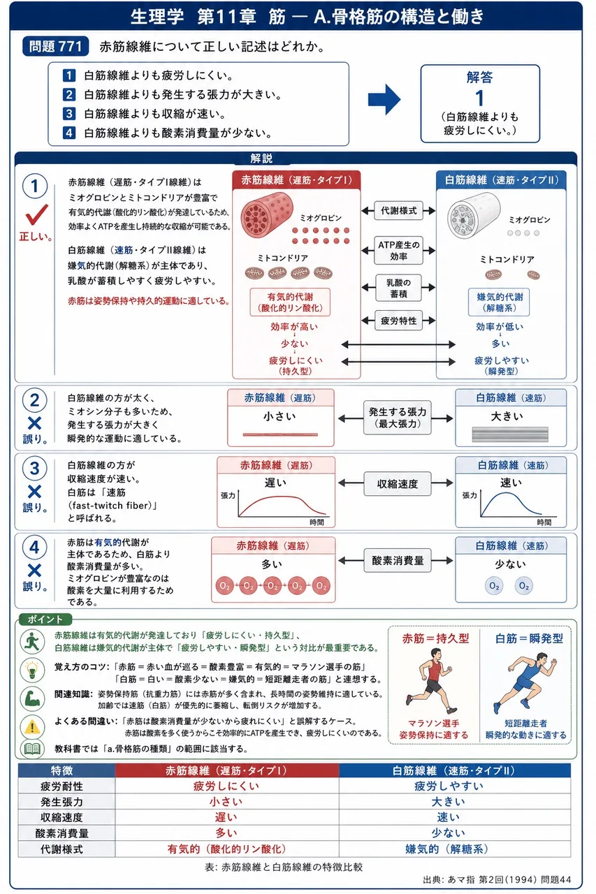 あマ指 第2回(1994) 問題44｜赤筋線維について正しい記述はどれか。 解説図