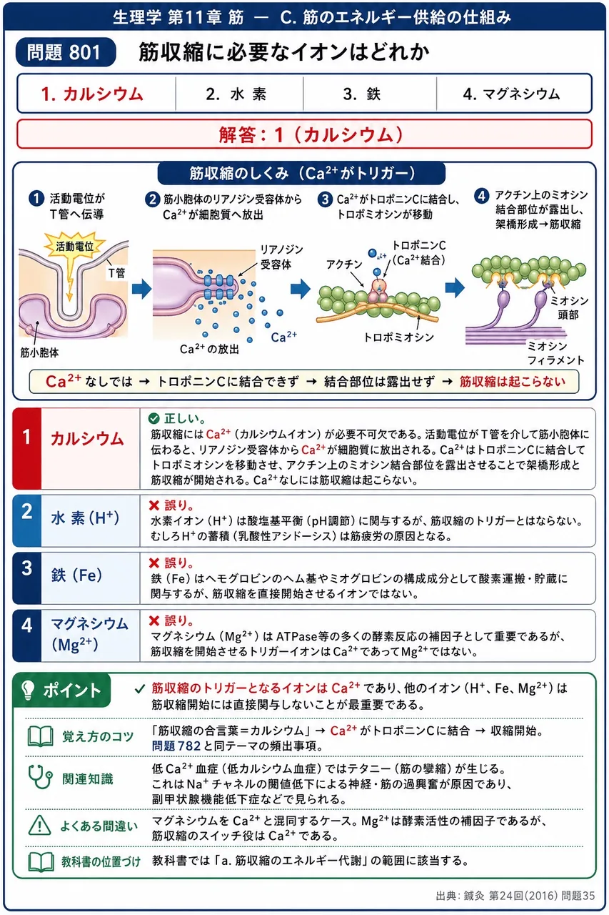 鍼灸 第24回(2016) 問題35｜筋収縮に必要なイオンはどれか 解説図