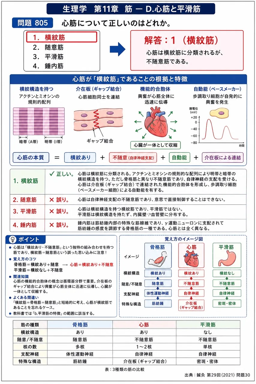 鍼灸 第29回(2021) 問題30｜心筋について正しいのはどれか。 解説図