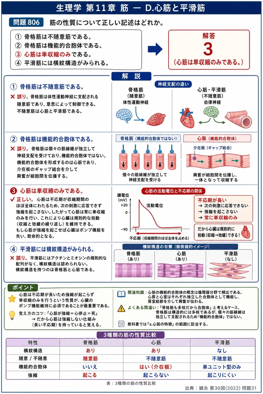鍼灸 第30回(2022) 問題31｜筋の性質について正しい記述はどれか。 解説図