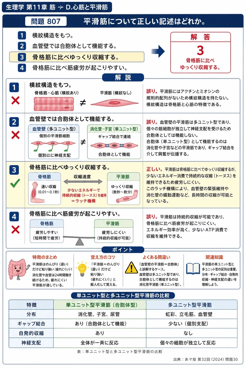 あマ指 第32回(2024) 問題30｜平滑筋について正しい記述はどれか。 解説図