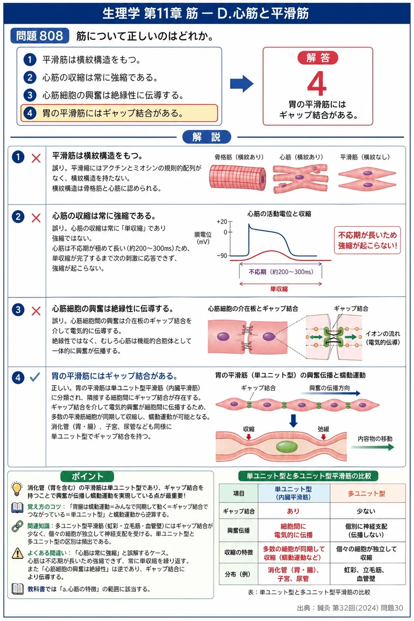 鍼灸 第32回(2024) 問題30｜筋について正しいのはどれか。 解説図