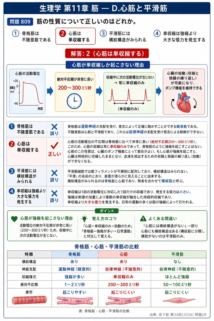 あマ指 第34回(2026) 問題28｜筋の性質について正しいのはどれか。 解説図