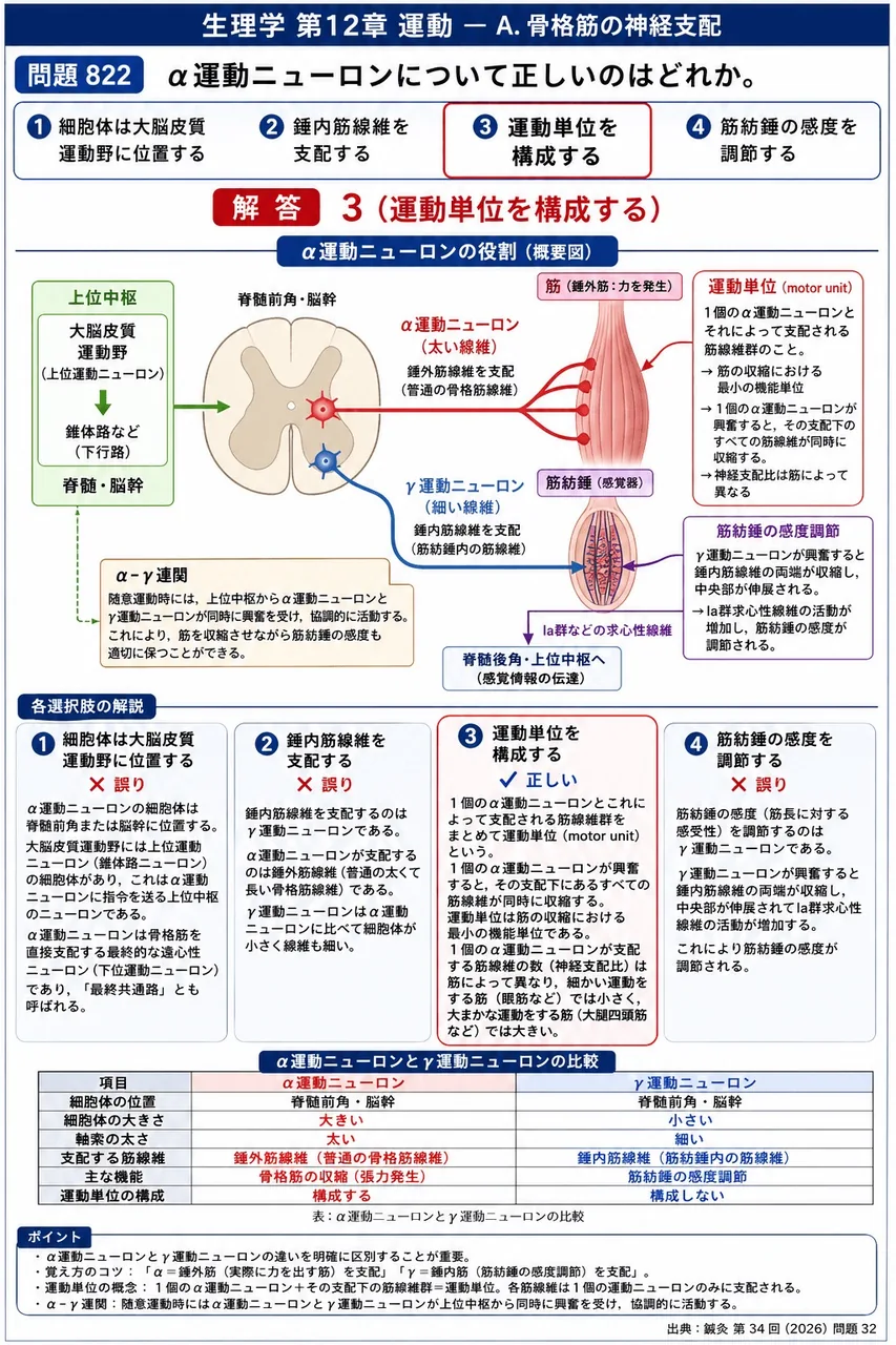 鍼灸 第34回(2026) 問題32｜α運動ニューロンについて正しいのはどれか。 解説図