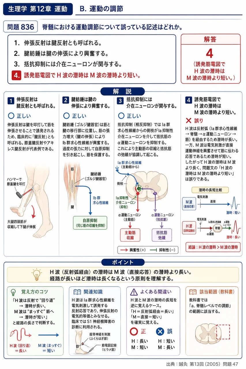 鍼灸 第13回(2005) 問題47｜脊髄における運動調節について誤っている記述はどれか。 解説図