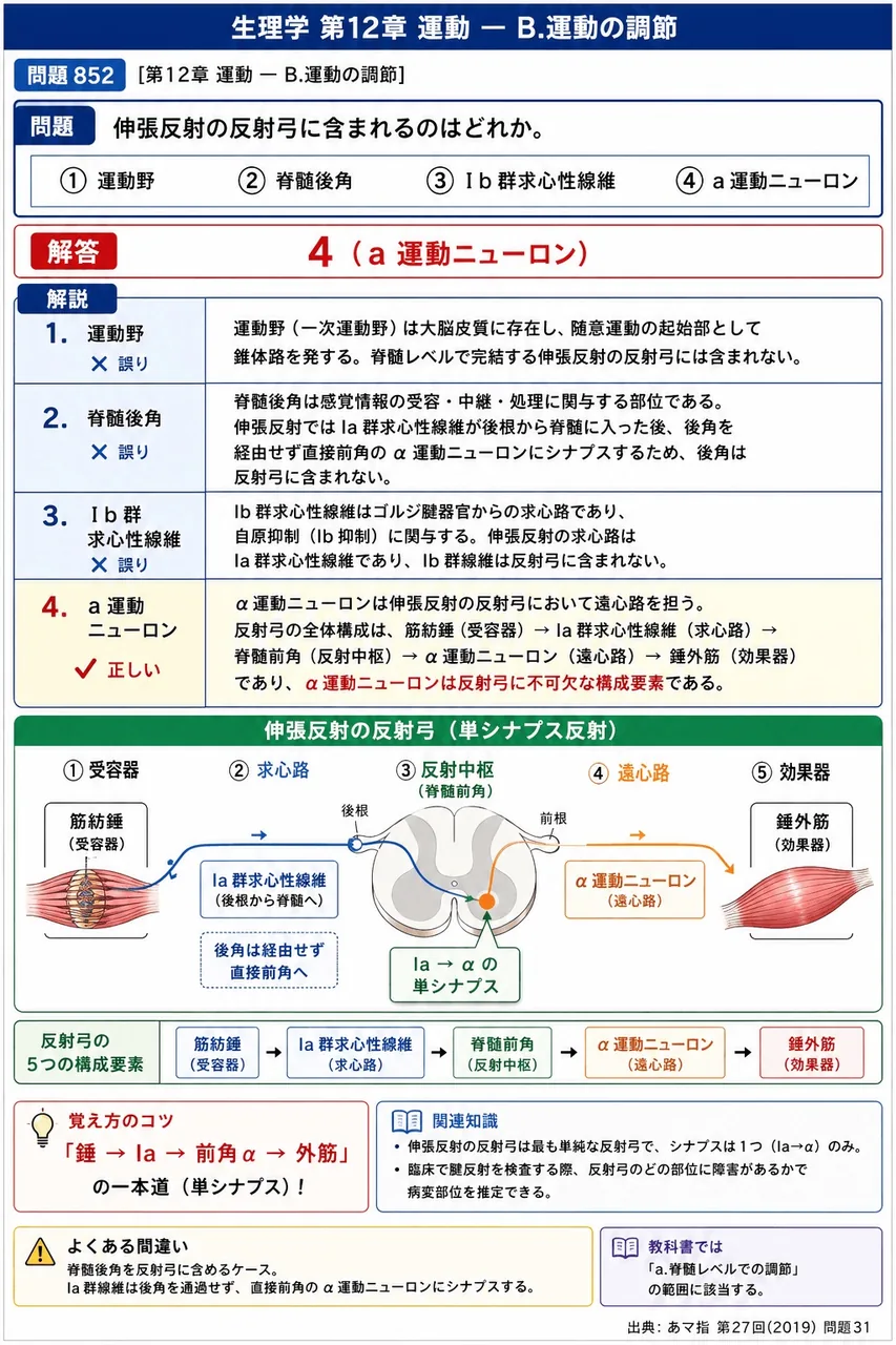 あマ指 第27回(2019) 問題31｜伸張反射の反射弓に含まれるのはどれか。 解説図