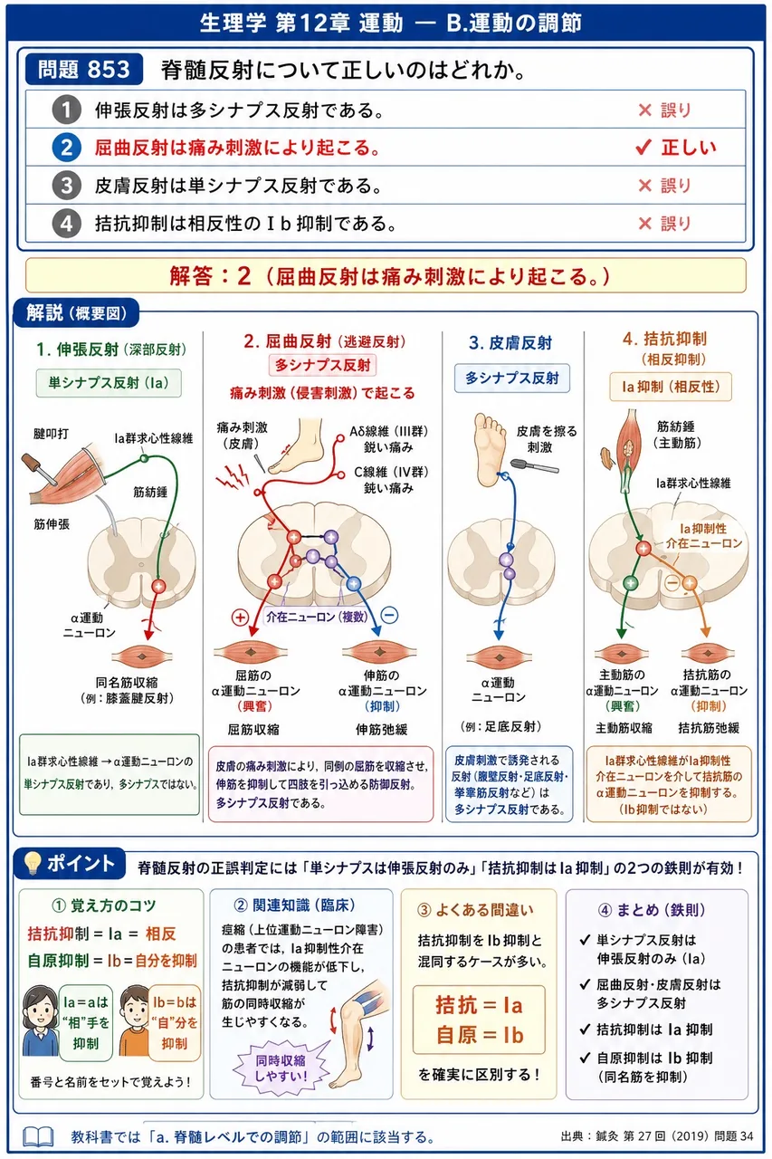 鍼灸 第27回(2019) 問題34｜脊髄反射について正しいのはどれか。 解説図