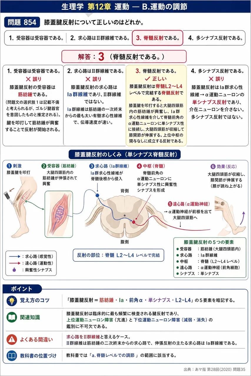 あマ指 第28回(2020) 問題35｜膝蓋腱反射について正しいのはどれか。 解説図
